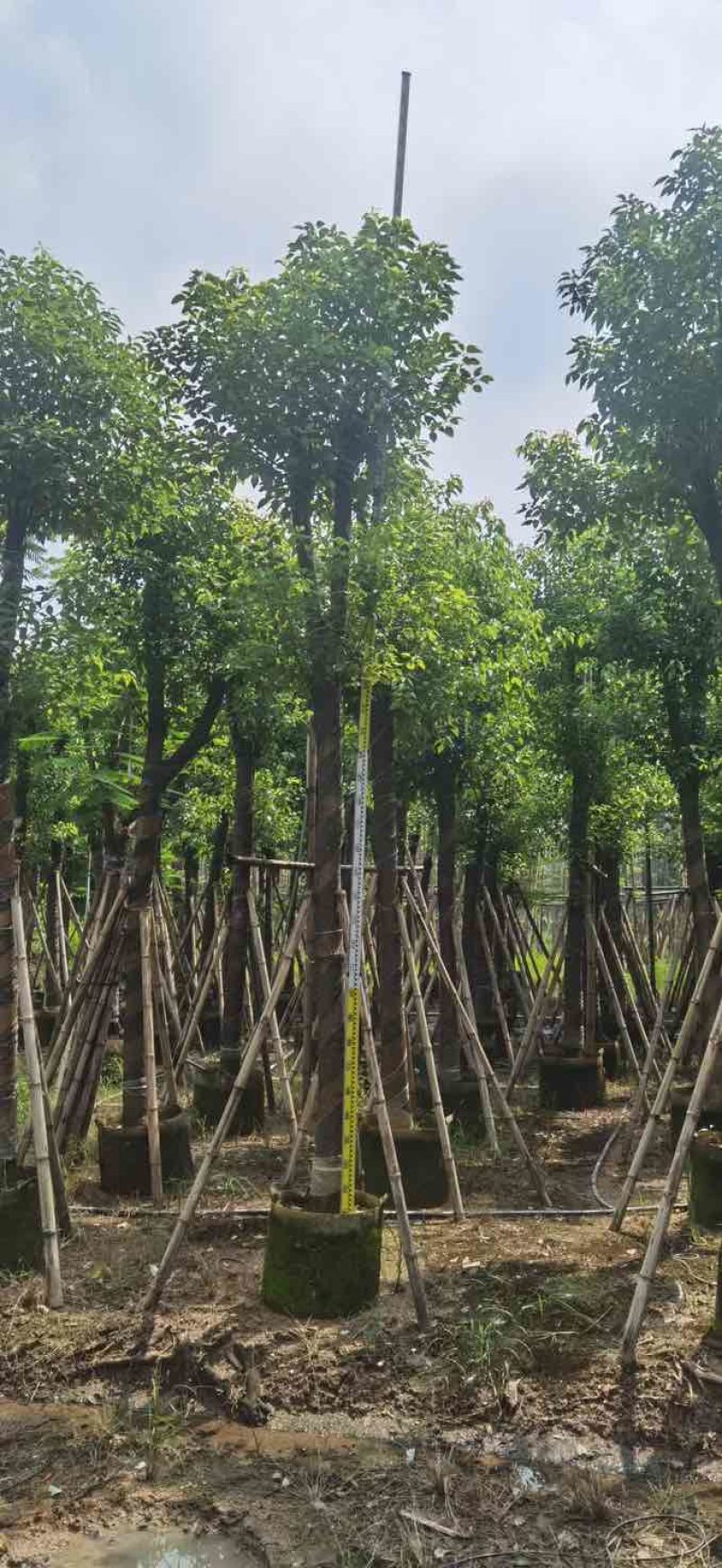 骨架香樟12～15公分基地直销大小规格齐全质量优质