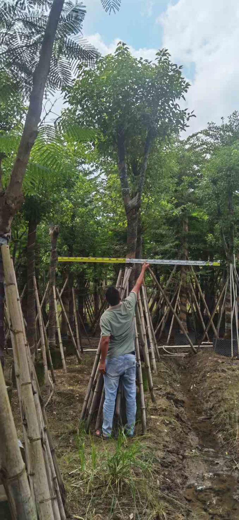 骨架香樟12～15公分基地直销大小规格齐全质量优质
