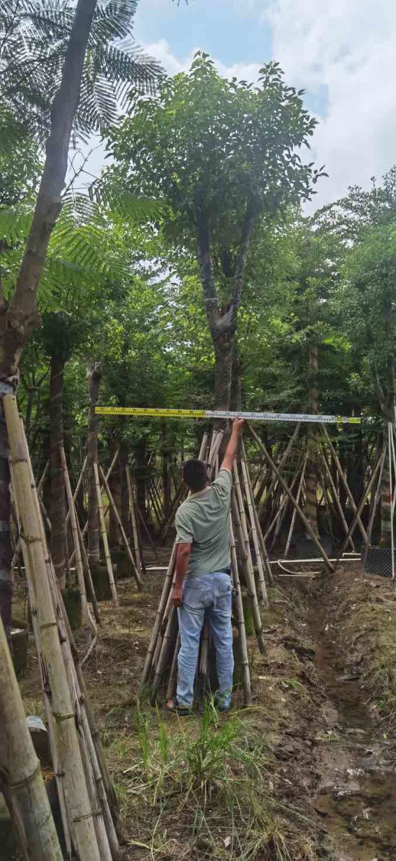 骨架香樟12～15公分基地直销大小规格齐全质量优质