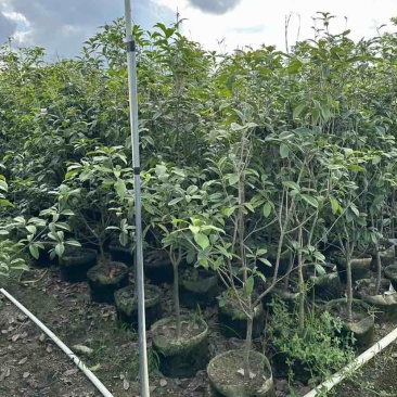 桂花树1.5米至2米基地直销大小规格齐全质量优质
