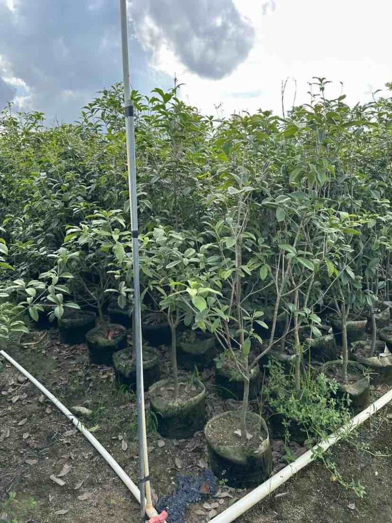 桂花树1.5米至2米基地直销大小规格齐全质量优质