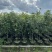 桂花树1.5米至2米基地直销大小规格齐全质量优质