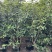 桂花树1.5米至2米基地直销大小规格齐全质量优质