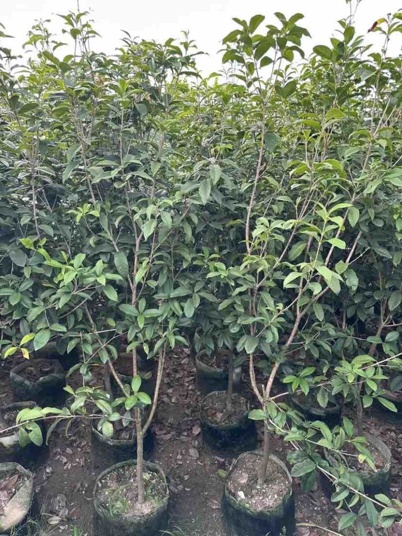 桂花树1.5米至2米基地直销大小规格齐全质量优质