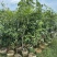桂花树1.5米至2米基地直销大小规格齐全质量优质