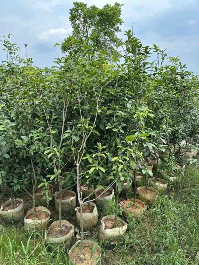 桂花树1.5米至2米基地直销大小规格齐全质量优质