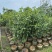 桂花树1.5米至2米基地直销大小规格齐全质量优质