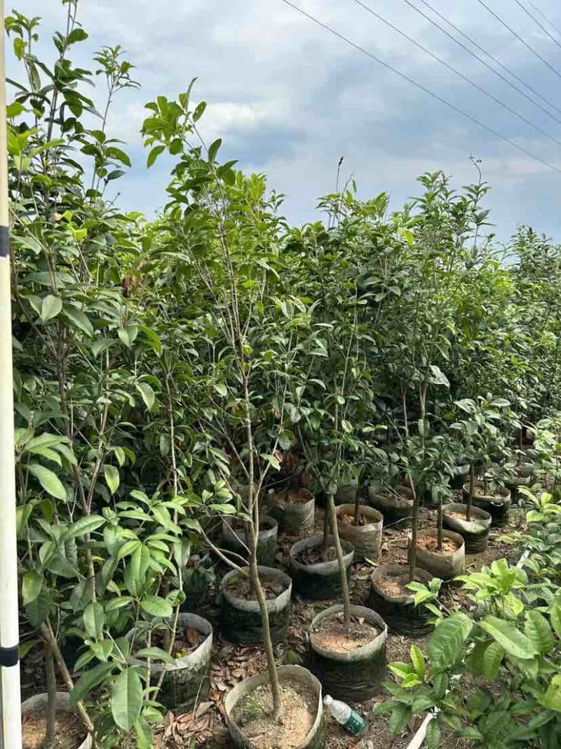 桂花树1.5米至2米基地直销大小规格齐全质量优质