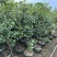 桂花树1.5米至2米基地直销大小规格齐全质量优质
