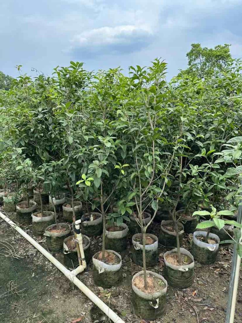 桂花树1.5米至2米基地直销大小规格齐全质量优质