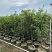 桂花树1.5米至2米基地直销大小规格齐全质量优质
