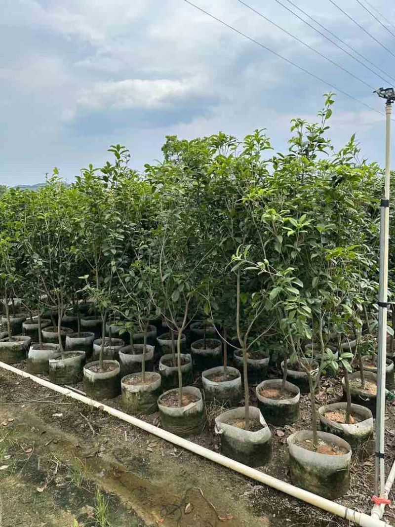 桂花树1.5米至2米基地直销大小规格齐全质量优质