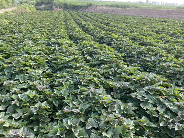 青薯田间生长实景