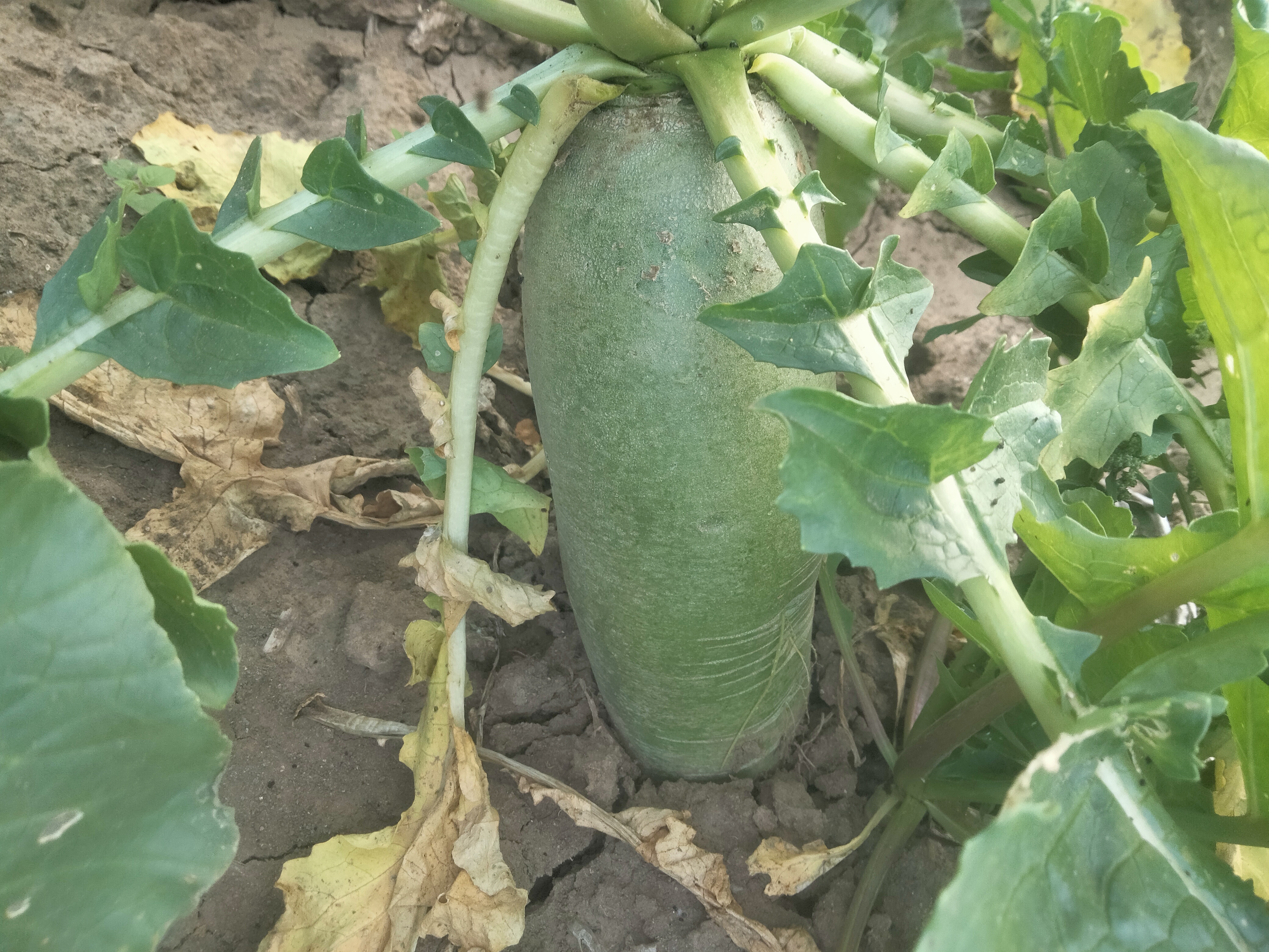 高清特写图展示干燥的萝卜种子,颜色为深褐色,表面有细小纹理 萝卜子特写图