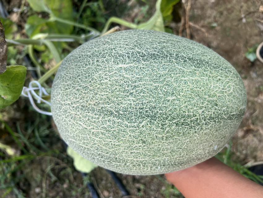 哈密瓜病毒病典型症状