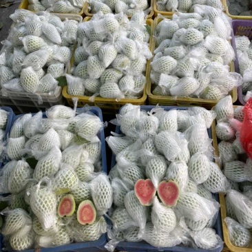 红心番石榴（芭乐），需要请联系
