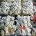 红心番石榴（芭乐），需要请联系