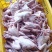 新鲜现杀，全清精品乳鸽5~5.4两