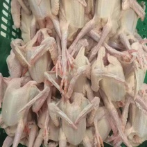 新鲜现杀，全清精品乳鸽5~5.4两