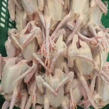 新鲜现杀，全清精品乳鸽5~5.4两