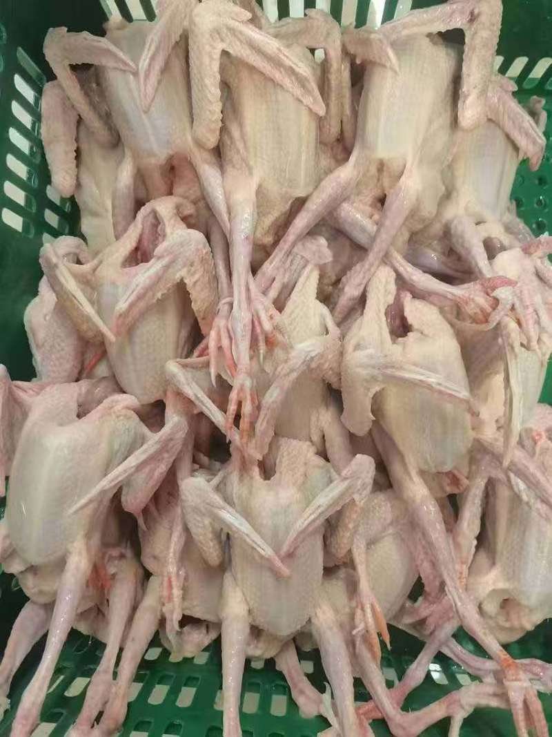 新鲜现杀，全清精品乳鸽5~5.4两