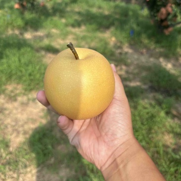 新华梨