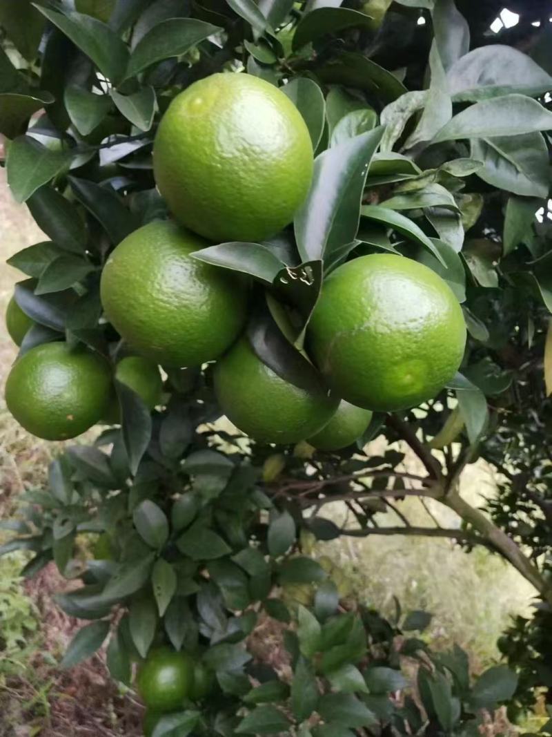 红江橙