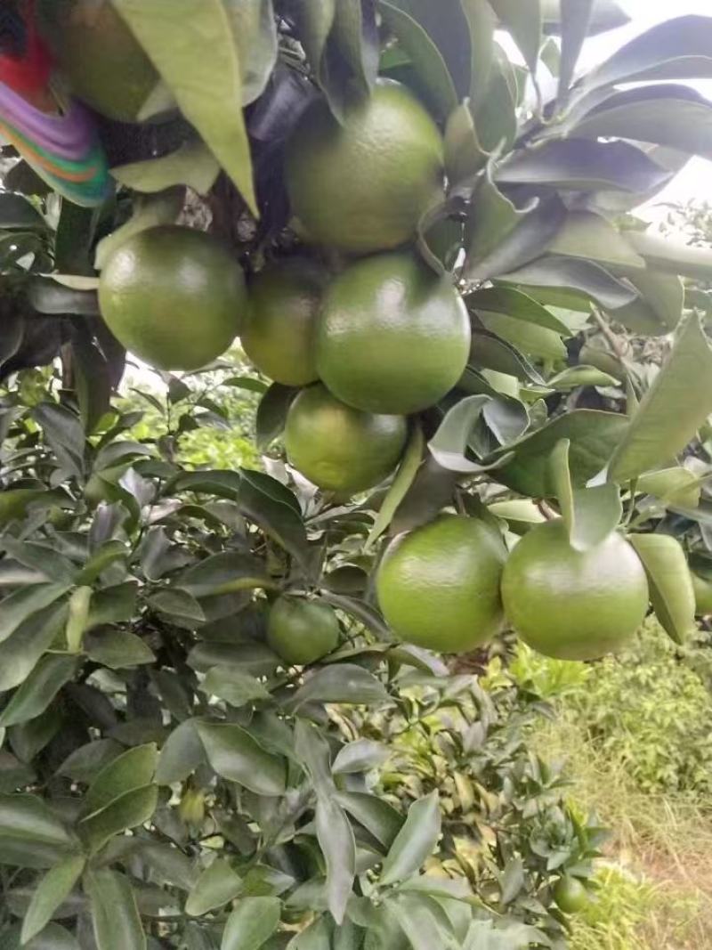 红江橙