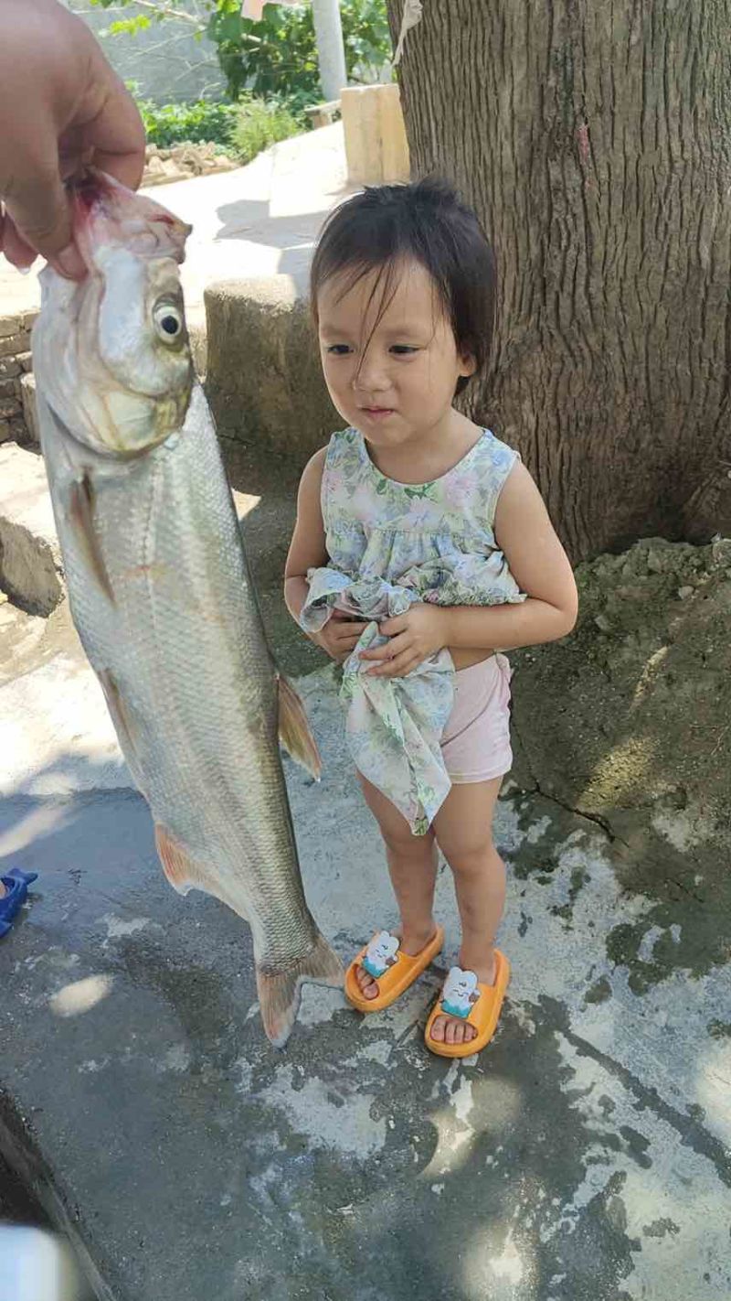 鱼