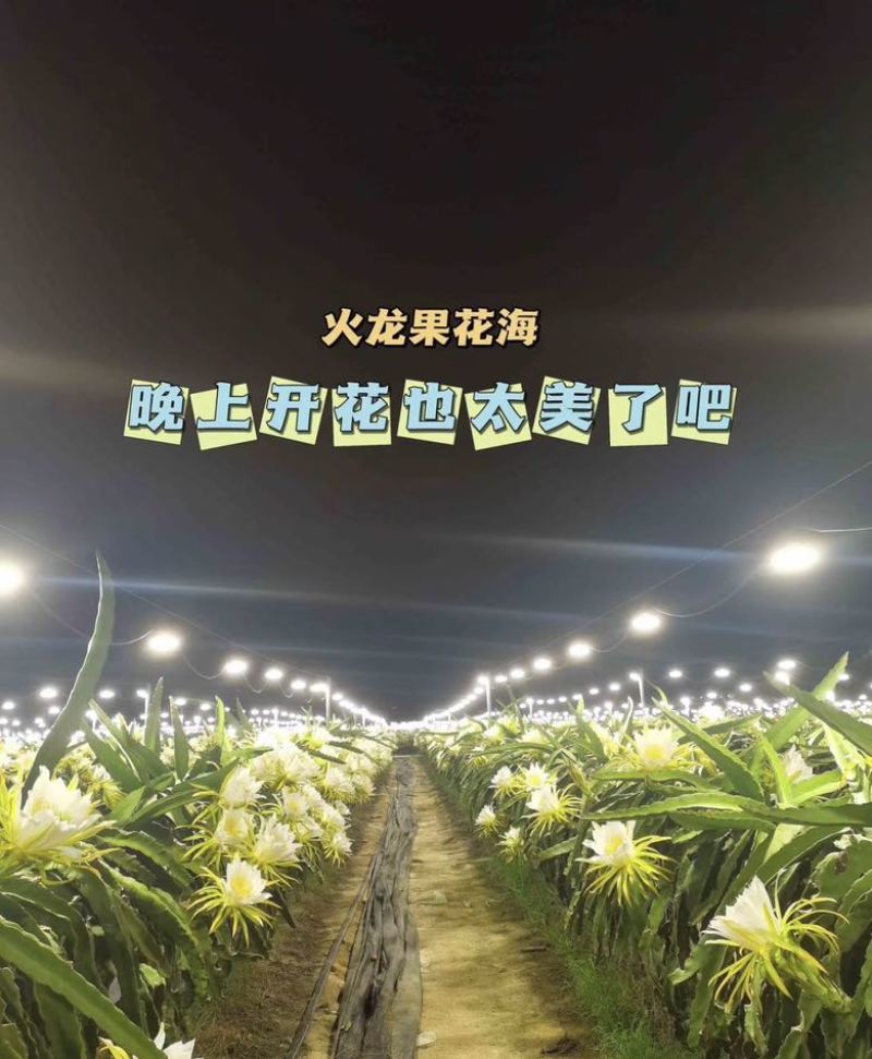 广东湛江火山海岛火龙果贵红龙，太甜