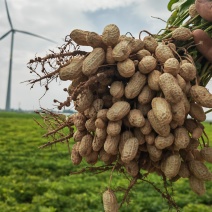 花生鲜花生机器过筛加人工挑选打包市场电商大量有货