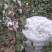 新疆棉花