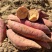 2025烟台烟薯25产地，电商一件代发，批发零售全国包邮