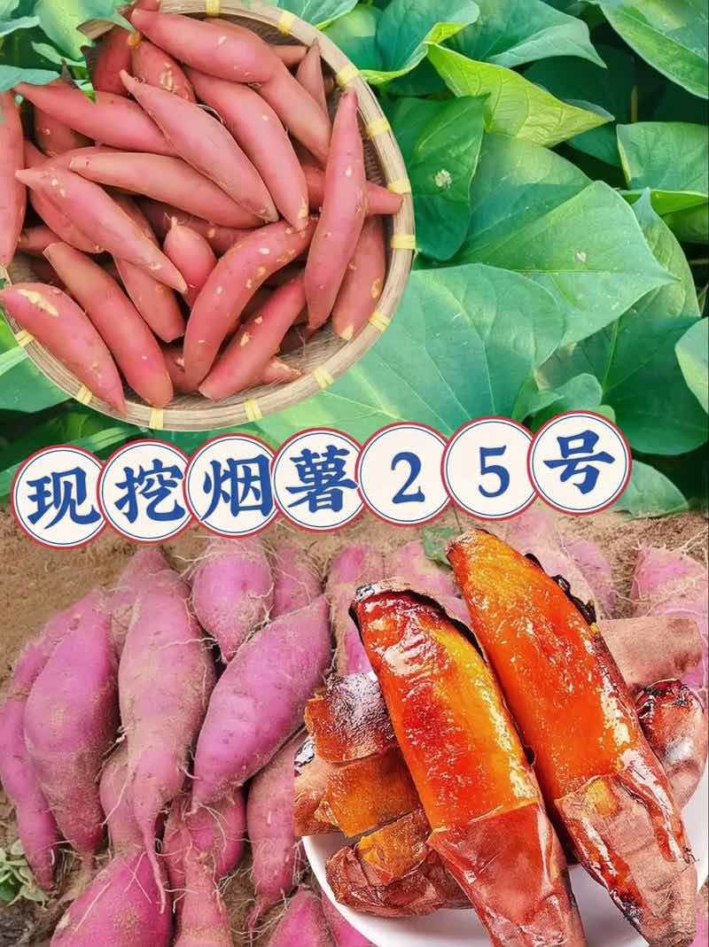 2025烟台烟薯25产地，电商一件代发，批发零售全国包邮