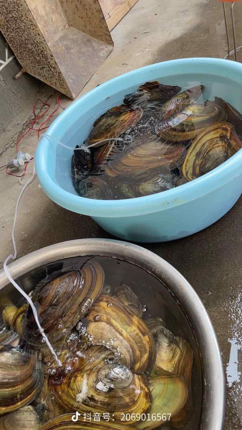 正宗河蚌，圆蚌。肉质鲜美。