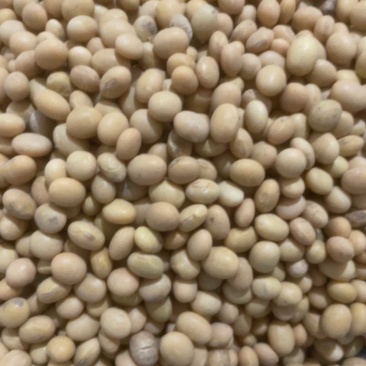 精品大豆皖16高蛋白