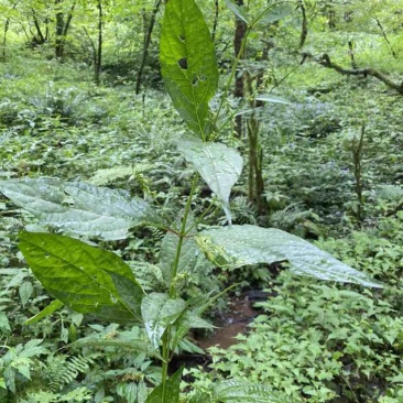 野生倒扣草，量大，鲜货，干货，欢迎老板联系