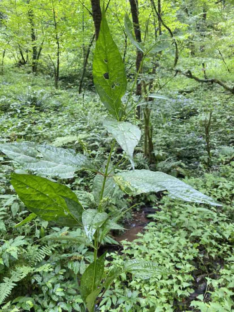 野生倒扣草，量大，鲜货，干货，欢迎老板联系
