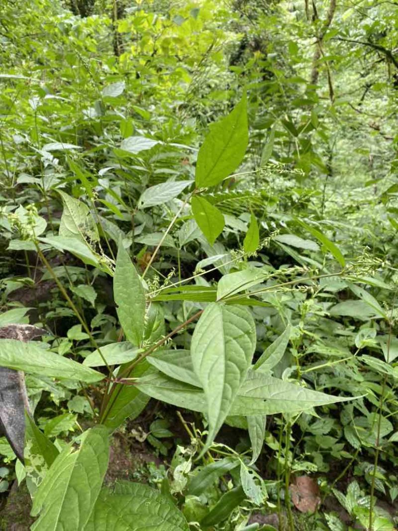 野生倒扣草，量大，鲜货，干货，欢迎老板联系