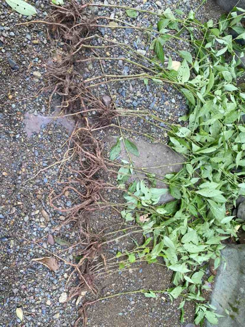 野生倒扣草，量大，鲜货，干货，欢迎老板联系