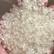 东北珍珠米价格低欢迎来聊