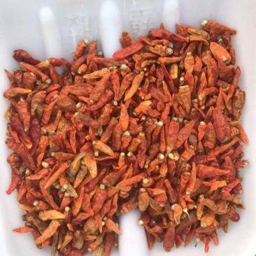 云南小米辣干椒新货特辣，完全太阳晒干，做辣椒面，做辣椒酱
