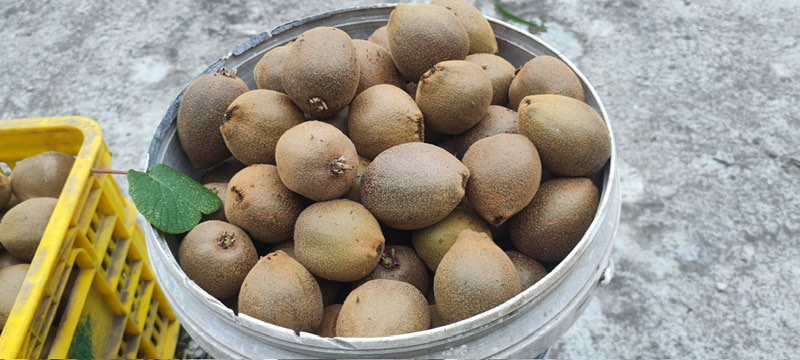 果农正在采摘翠香猕猴桃,新鲜果实被装入竹筐准备运输 翠香猕猴桃采摘现场