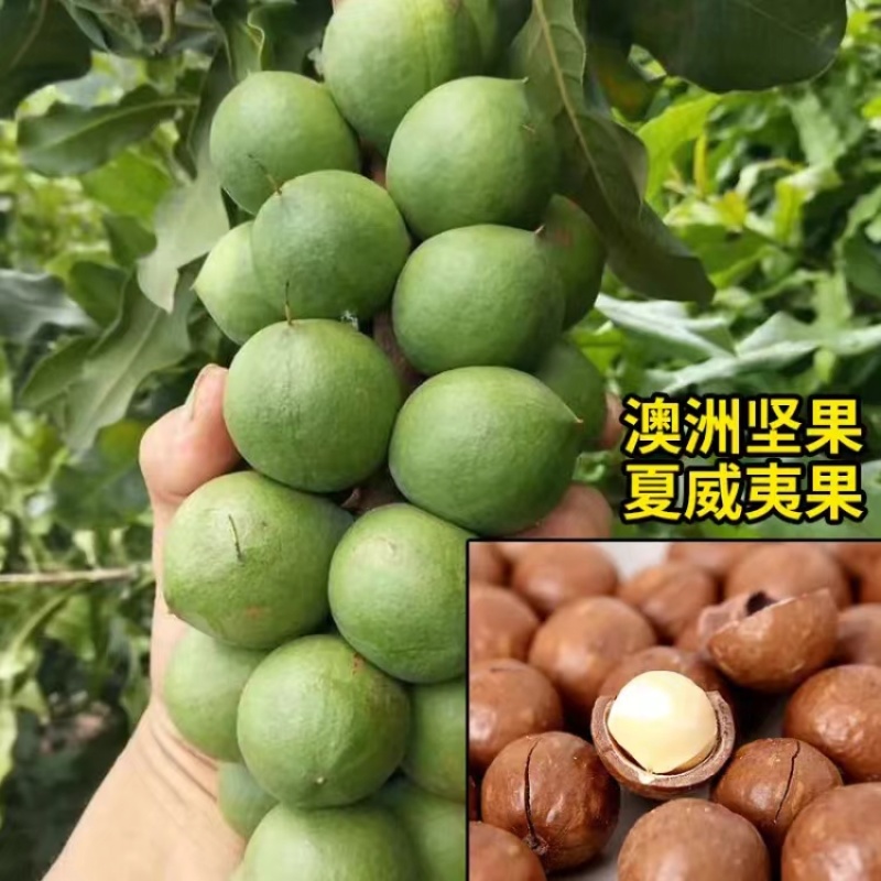 云南临沧夏威夷果，奶香味、原味