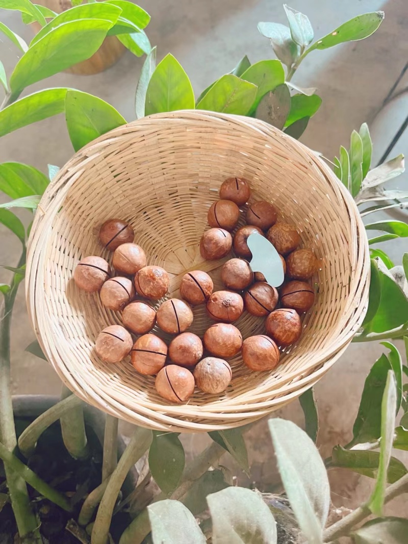 云南临沧夏威夷果，奶香味、原味