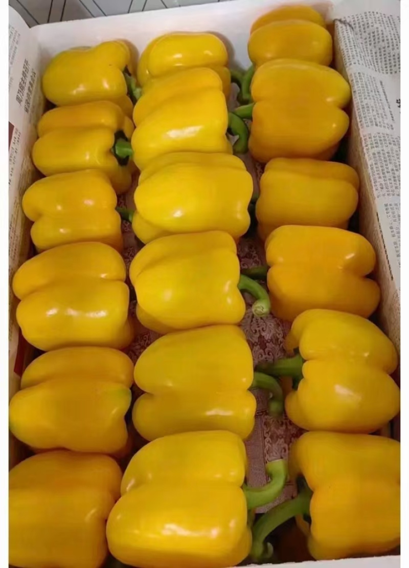 专做辣椒出口