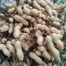 鲜干花生机器过筛加人工挑选打包市场货电商货大量接单