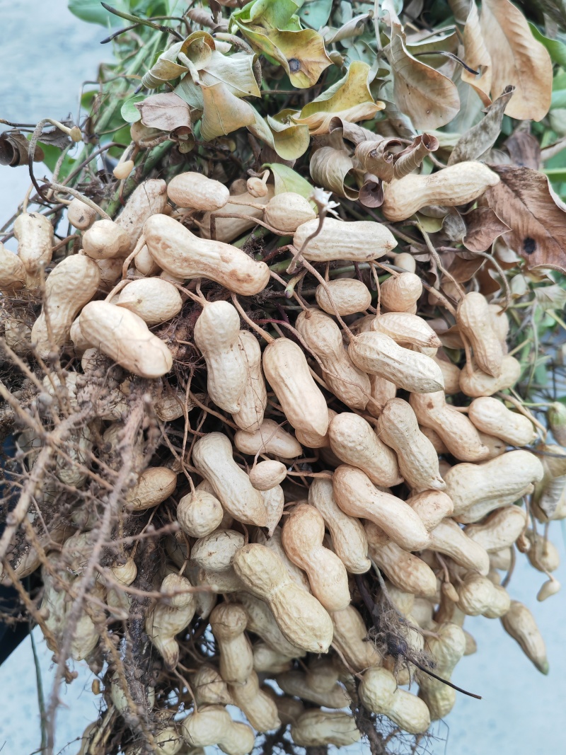 鲜干花生机器过筛加人工挑选打包市场货电商货大量接单
