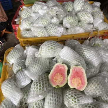 红心番石榴，需要请联系