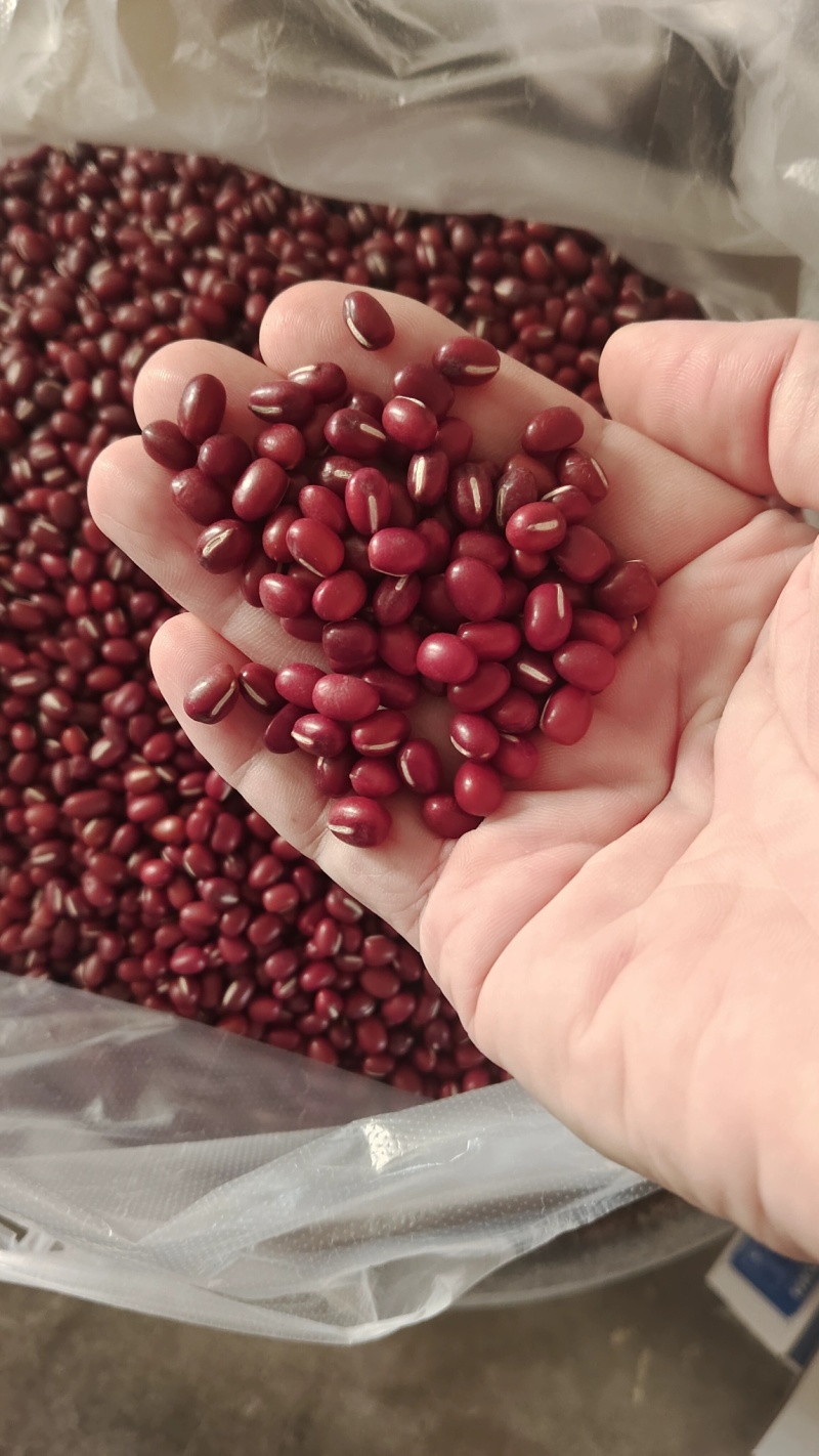 东北红小豆吉林红小豆